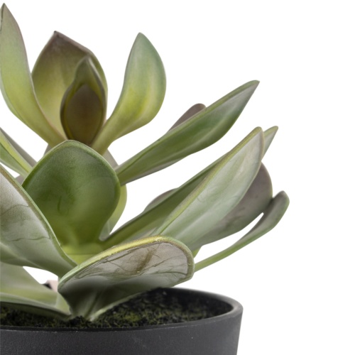 Faux Succulent in Pot by Grand Illusions